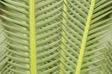 棕榈叶棕榈植物宏观叶子背景图片