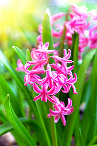 花果园中春开花的哈雅辛弹簧花瓣植物群树叶花园公园生长植物花坛季节图片