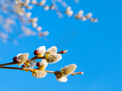 树枝和柳芽(竹柳) 有阳光 春天p图片