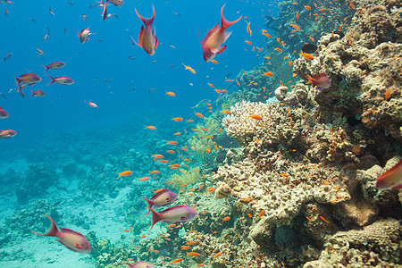 鱼和珊瑚在海洋中的天平勘探假期旅游团体异国浮潜菜花蓝色雌蕊阳光图片