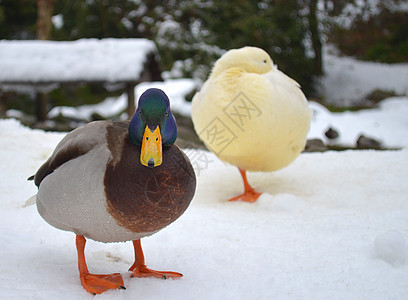 雪中两只鸭子图片