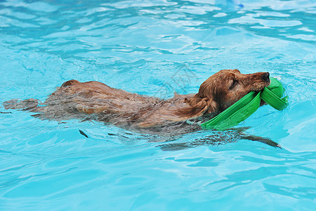 游泳斗鸡猎犬宠物犬类蓝色动物玩具游泳池棕色图片