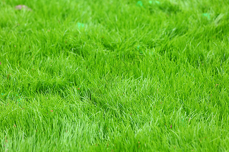 春青绿草院子活力植物绿色植物草皮草地绿色投标植物群生长图片