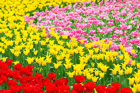 带有郁金香的花朵字段农场场地花瓣季节牧场美丽生态花园草地院子图片