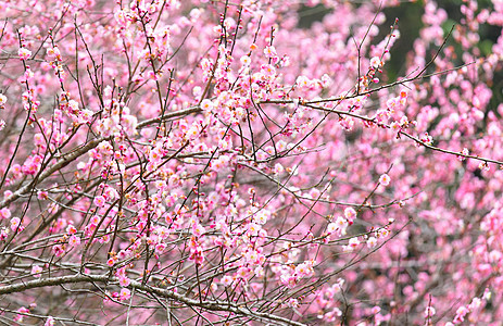 梅花花植物群园艺李子衬套美丽花瓣季节粉色花期乡村图片