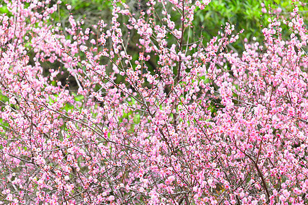 梅花花植物群花瓣乡村花期季节园艺衬套李子粉色花朵图片