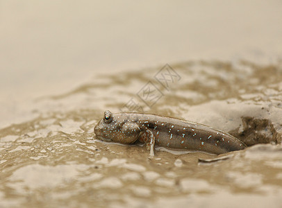 泥层滑雪爱好野生动物海洋阴影盐水海岸脊椎动物呼吸热带沼泽图片