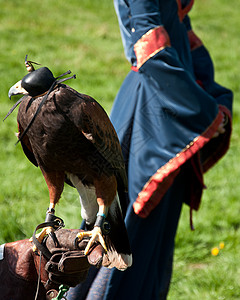 中世纪游乐场的猎鹰背景图片