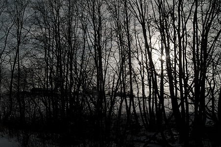 黑白两色森林图片