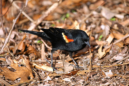 红翼黑鸟男性橙子紫色账单观鸟女性公园栖息尾巴鸟类翅膀图片