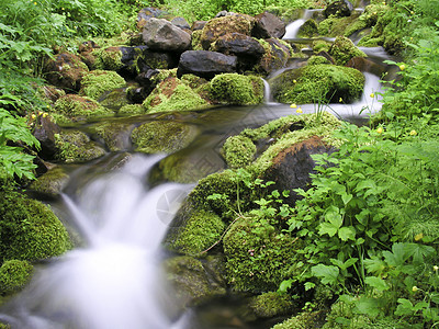 山区流木头岩石叶子荒野石头公园瀑布环境热带植物图片