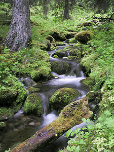 山区流木头热带旅行流动运动公园溪流森林瀑布植物图片