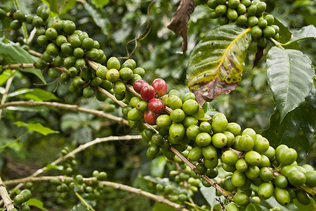 咖啡豆回馈贸易冷藏合作社种植园咖啡厅咖啡图片