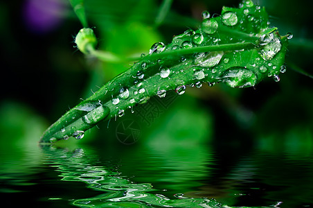 雨之后的草草绿色环境材料公园水滴场地花园高清图片