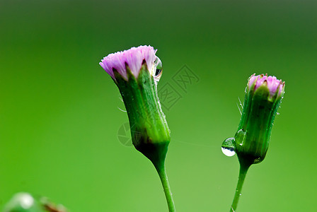 雨之后的草草花园绿色公园材料水滴环境场地图片