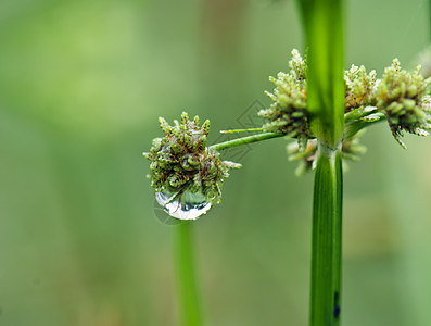 雨之后的草草绿色公园材料花园水滴场地环境图片