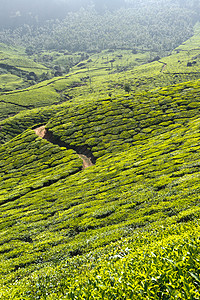 茶叶种植园衬套生长天空生育力风景场地高地树叶灌木丛农作物图片