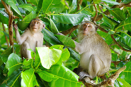 猴子猴荒野丛林动物群动物野生动物猕猴灵长类哺乳动物热带森林图片
