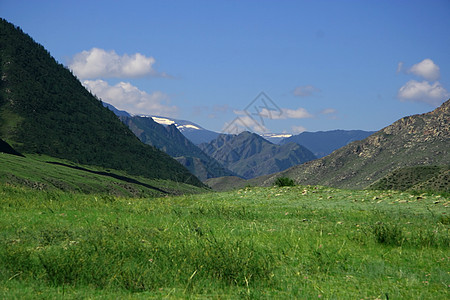 自然景观 草地和山脉 阿尔泰野生动物森林草原木头衬套国家场景公园农村环境松树图片