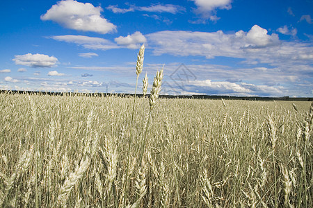 小麦田金蓝蓝天空场地谷物种子植物太阳粮食收成耳朵草地核心图片