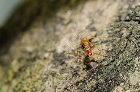 绿色性质的红色 ant 宏漏洞损害昆虫宏观生物野生动物工人橙子水平蚂蚁图片