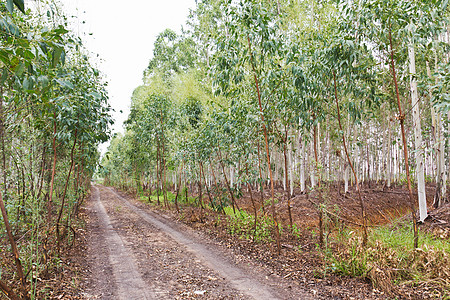 Eucalyptus 植树园桉树木头树干林地旅行材料工厂农业叶子记录背景图片