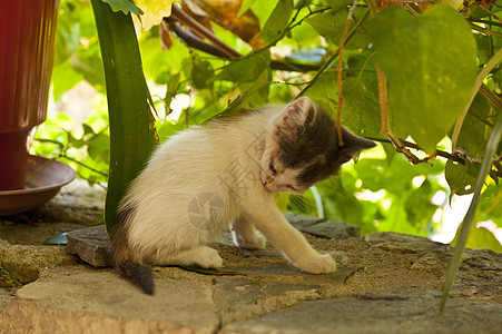 捉拿Samos的猫小憩花盆午休动物小动物宠物花朵植物小猫旅行图片