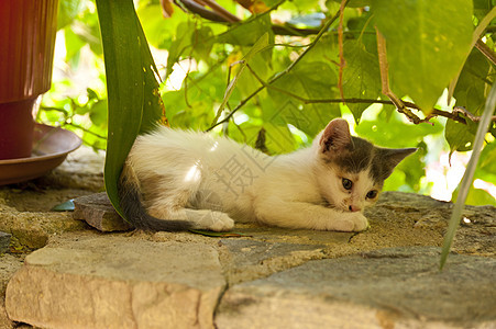 捉拿Samos的猫旅行动物花朵小憩宠物小动物午休花盆小猫植物图片