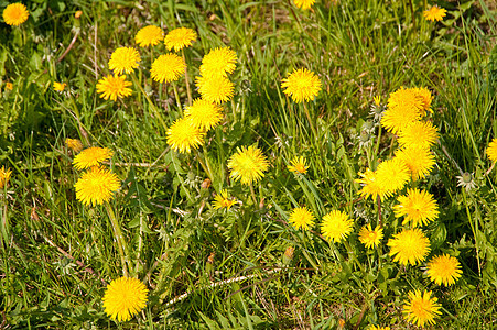 花层植物学区系花束生物学植物植物群草地花朵背景图片