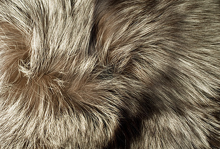 美丽的极地狐毛野生动物情调动物群荒野条纹头发狐狸黑色尾巴皮毛图片
