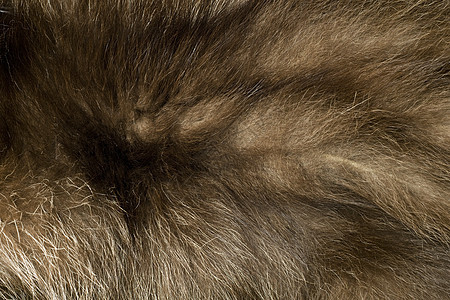 棕色极地狐毛图片