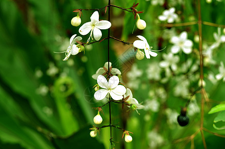 白花4图片