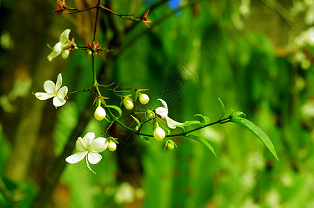 白花3图片