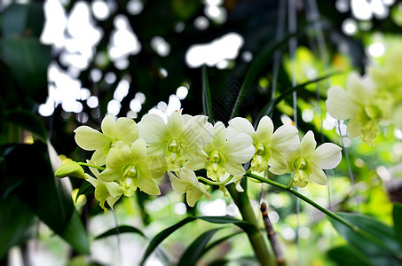 绿色兰花石斛热带植物活力紫色花瓣黄色脆弱性美丽白色图片