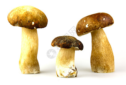 蘑菇     波西尼 博利特斯猪排孢子橡木种植者蔬菜牡蛎常委生长运动牛扒图片