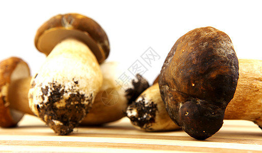 蘑菇     波西尼 博利特斯生长生活菌类鉴别肉汁蔬菜牛扒猪排植物运动图片