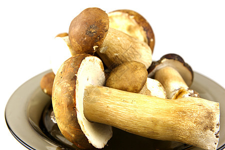 蘑菇     波西尼 博利特斯食物栽培运动菌类蔬菜食谱牡蛎种植者孢子常委图片