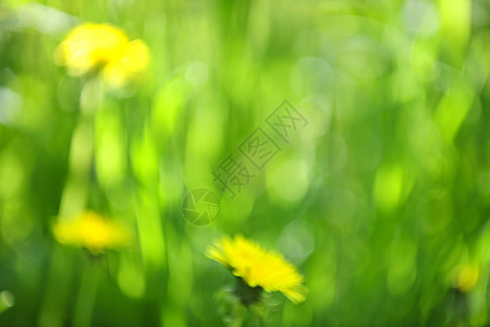 模糊绿背景绿色植物环境植物群活力植物生态叶子生长黄色天篷图片