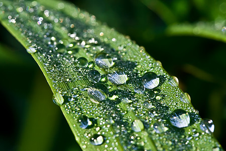 清爽露植物圆圈蓝色墙纸环境天气涟漪液体气泡插图背景