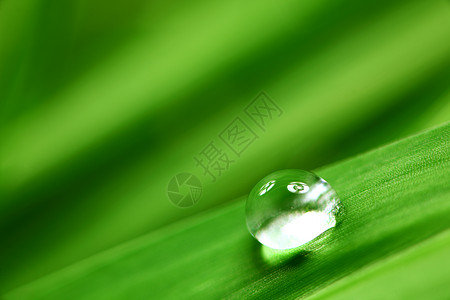 大水滴反射环境草本植物雨滴阳光背景花园植物树叶液体图片