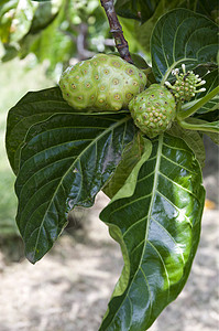 诺尼健康药品饮食植物叶子营养医疗热带绿色水果图片