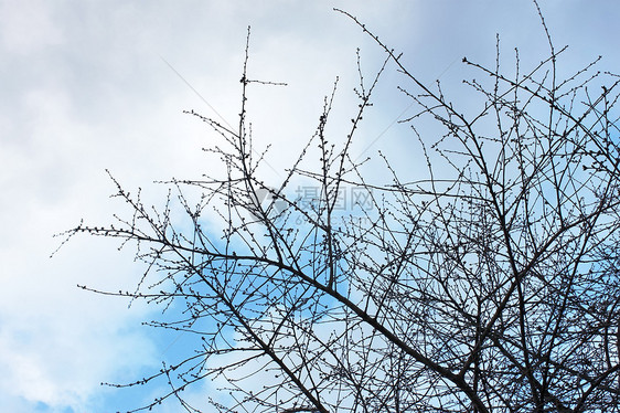 树木对阵云彩的天空树梢日光树干植物公园天蓝色活力天气天堂季节图片