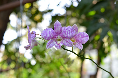 紫兰花美丽绿色白色热带植物群石斛紫色花瓣脆弱性活力图片
