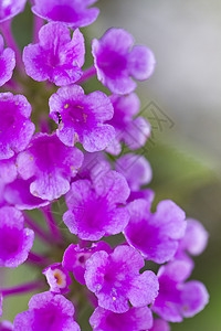 兰塔纳卡马拉花瓣野生动物叶子花园紫色植物学美丽宏观季节植物群图片