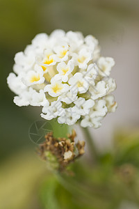 兰塔纳卡马拉植物群季节花瓣美丽宏观野生动物白色叶子植物花园图片