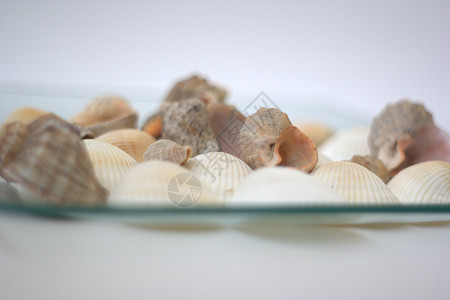 贝壳和扇贝艺术家烹饪营养海鲜盘子海洋贝类午餐餐厅美食图片