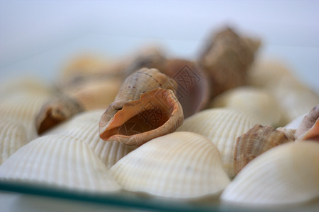 贝壳和扇贝烹饪营养海洋美食盘子海鲜餐厅艺术家贝类午餐图片