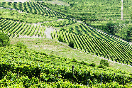 意大利皮埃蒙特附近的维内亚尔葡萄园酒业位置绿色国家植被农业藤蔓植物乡村图片