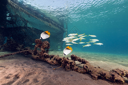 红海的丝鳍蝴蝶潜水海洋热带场景异国天堂鲇鱼植物阳光盐水图片