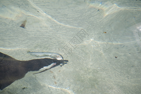 企鹅鸟类动物学潜水游泳图片